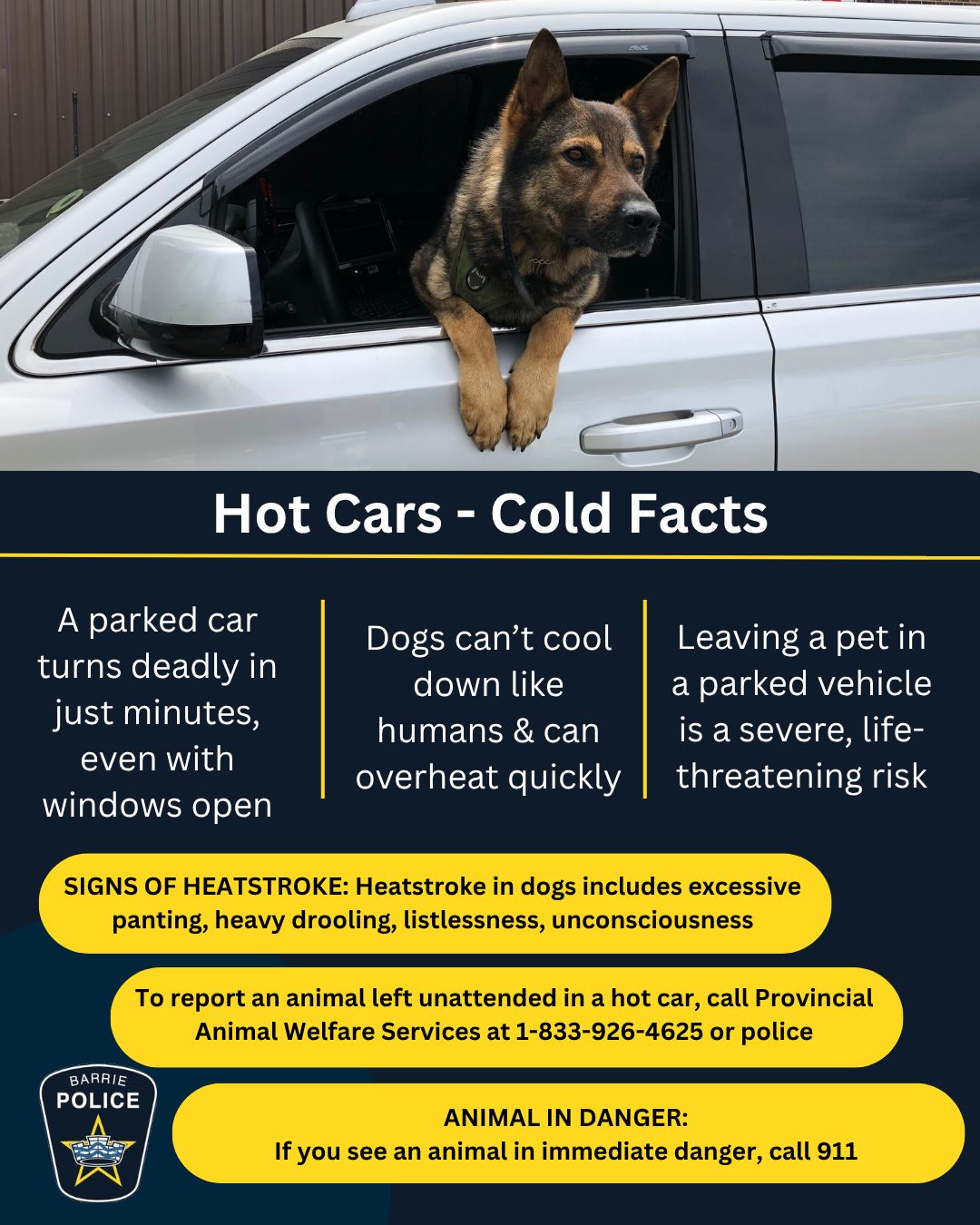 Five-minute errand can turn into tragedy: Never leave animals in hot vehicles